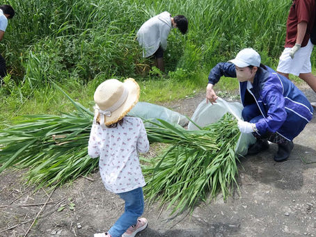 仙台二華高校生、ヨシの葉を石鹸とクッキーに。