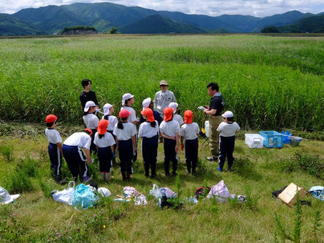 北上小学校5年生、ヨシの植栽活動
