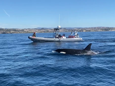 Dolphins, Whales & Thrills: Why Our Small Group Boat Charters Are the Ultimate Family Day Out for Dolphin and Whale Watching in Orange County