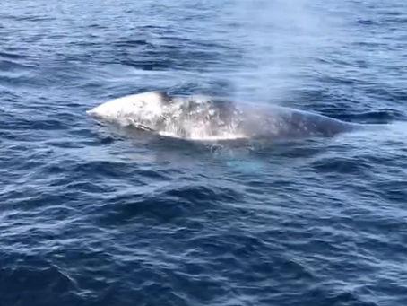 Whale Watching Tours in Orange County: Best Times, Tips, and What You'll See
