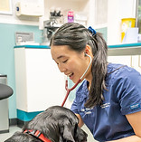 jenny thistle vets labrador stethoscope.jpg