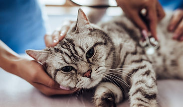 silver tabby cat repeat prescription requests.jpeg