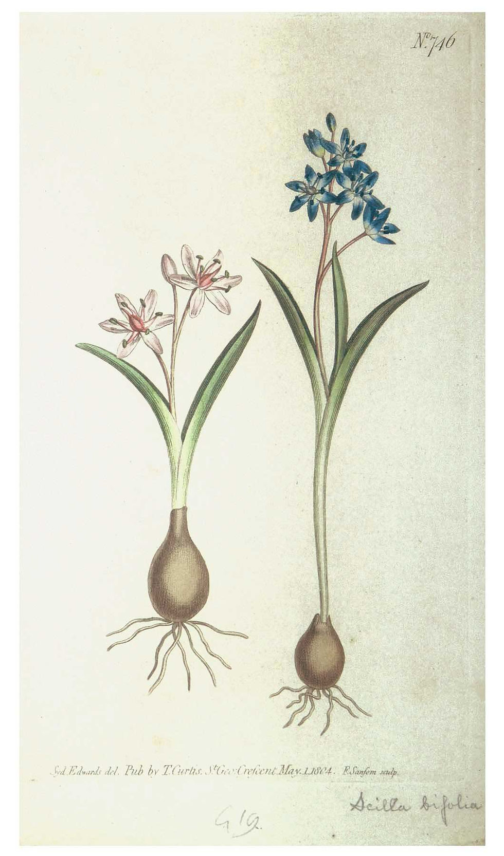 Botanical print with the Scilla bifolia