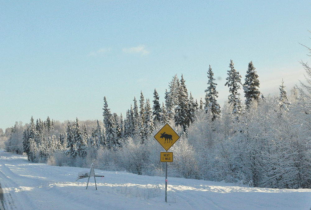 Moose crossing