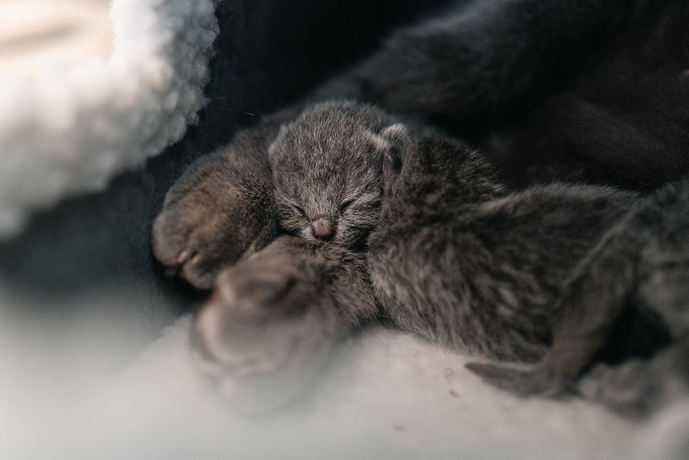 4 chatons - BSH Blue