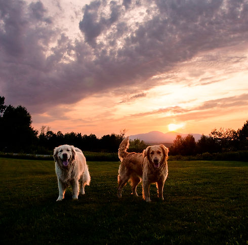 chiens_couchedesoleil_edited.jpg