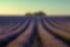 Lavender fields in Provence