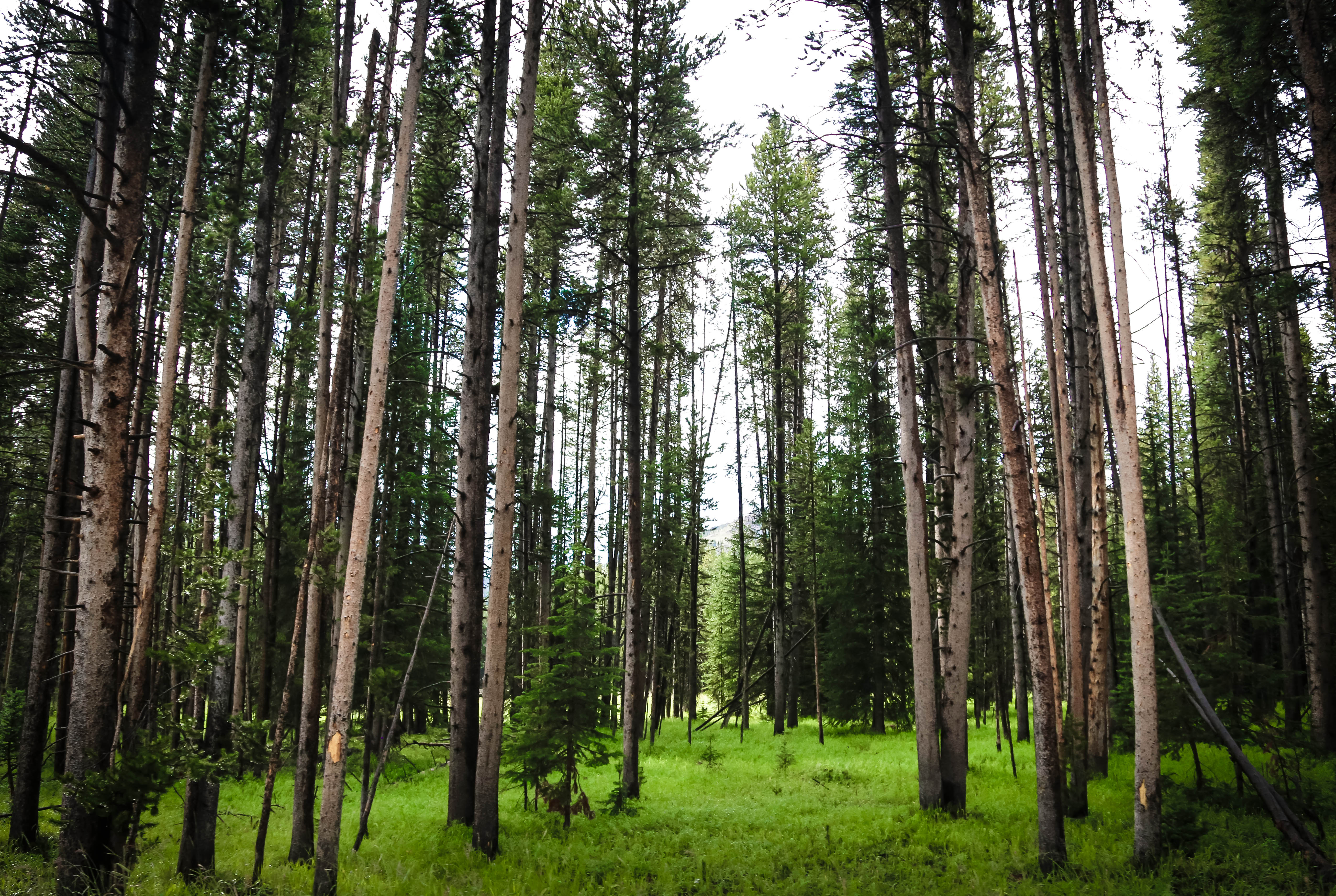 Yellowstone Grove