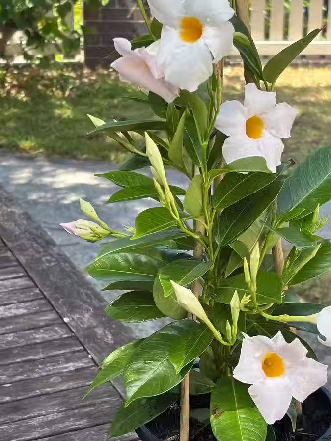 White Mandevilla