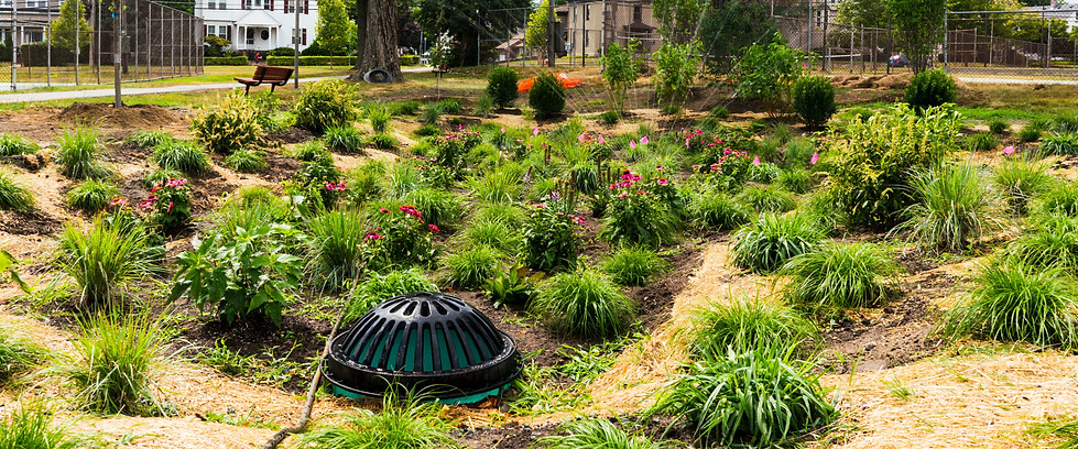 A rain garden in Milford, installed by Charles River Watershed Association by of Julia Hopkins