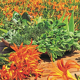 09_Medical herbs-main01.jpg
