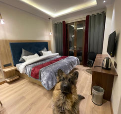 Pet friendly hotel Homestay boutique property at Yarrows, A boutique stay, homestay, hotel in Narkanda