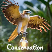 Philippine eagle lightbulb.jpg
