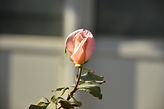 _DSC0008.jpg