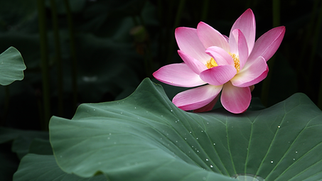 Untitled design (40).png