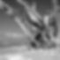 tigertailBW 1x1copy.jpg