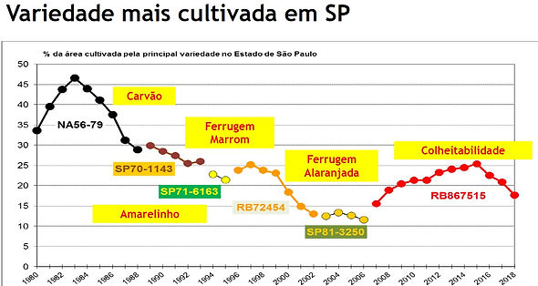 Grafico variedades mais cultivadas x doe