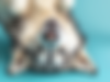 einat_meiri_extreme_close-up_studio_portrait_of_an_adult_Sibe_8fbeb520-54cc-4c2b-bad4-84c6