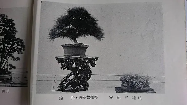 錦松 荒鷲 Bonsai 錦松 荒鷲 Bonsai