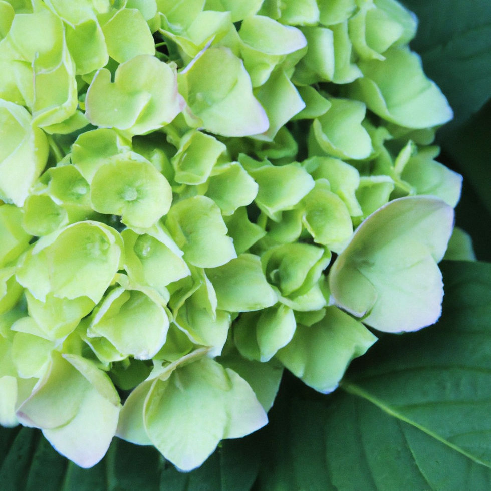 green hydrangeas .jpg