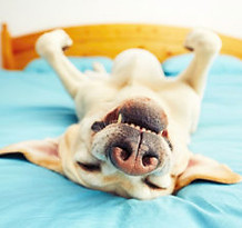Snoring Dog