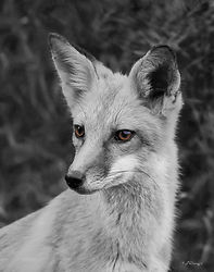 FOXBW210x12.jpg