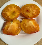 T97 oaxacan jewel.5.jpeg