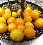 Aztek balkona tomāts