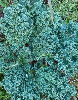 Kale lapu kāposts.jpeg