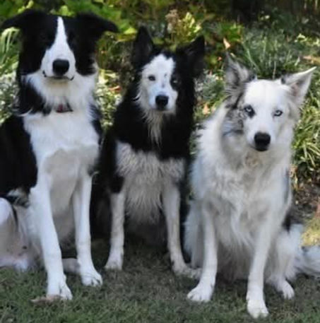 Elainedogs_edited.jpg