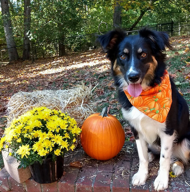 Meeka.jpg