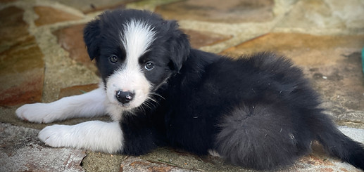 pUPPYBOY2.jpg