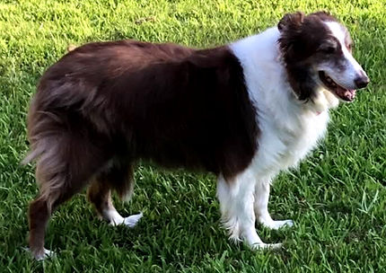 Maisie3_edited.jpg