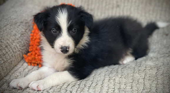 pUPPYBOY.jpg