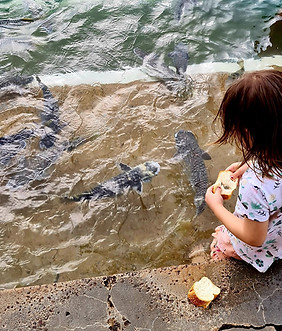 a child feeding the fish
