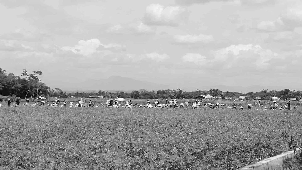 harvesting process