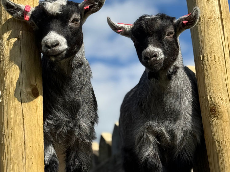 Pottery Lane Farm resident goats