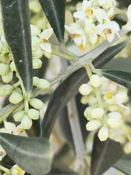 Les oliveres es troben en el seu estat òptim de floració