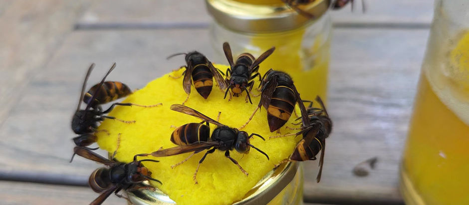 De ecologische impact van de Aziatische hoornaar: 'Wat we nu weten via onderzoek'