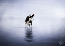 photographie-husky-dans-eau