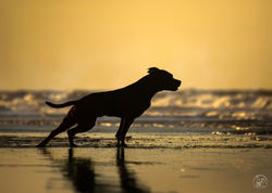 photographe-chien-valdalliere