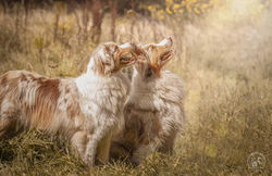 photographe-eleveur-vire