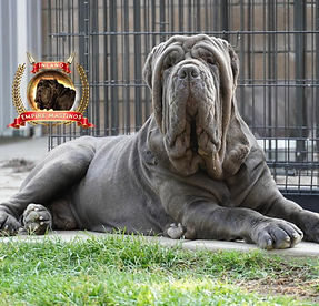clyde.jpeg