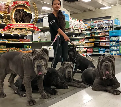 Gallery Inland Empire Mastinos 273 prosmotra 1 mesyac nazad. gallery inland empire mastinos