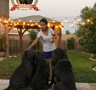 Gallery Inland Empire Mastinos It includes the cities of western riverside county and southwestern san bernardino county. gallery inland empire mastinos