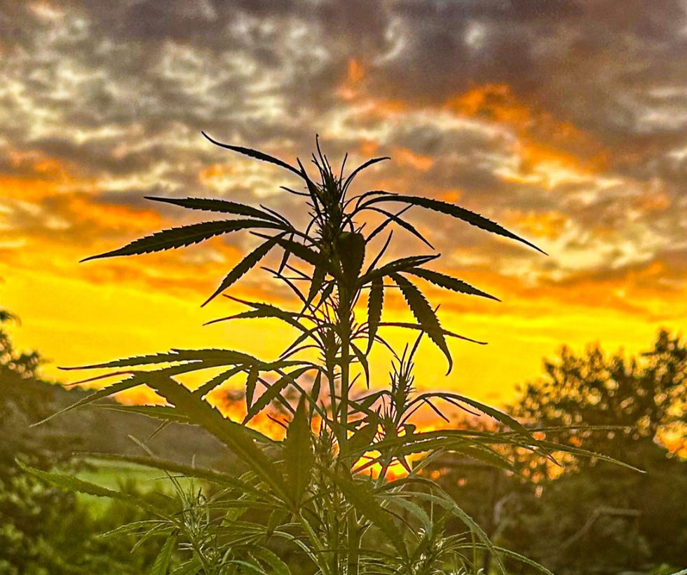 Slaphappy Hemp, Missouri Hemp, Missouri Hemp Trade Association, Hemps Bright Future