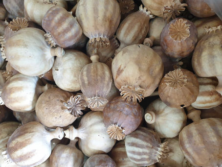 Discover the Best Natural Poppy Pods in the USA at Dried Flowers UK Online Store