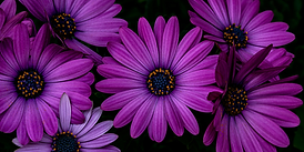 STM Site Banner 1 (23).png