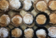 assorted cupcakes