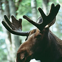 Close-Up Of Moose